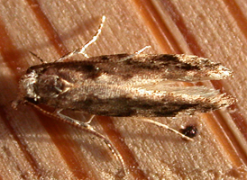 Coleotechnites florae